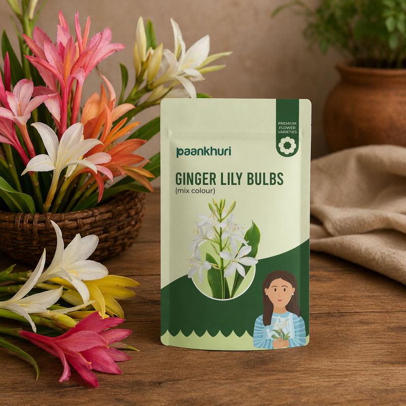 Ginger Lily Bulbs