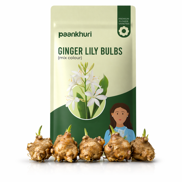 Ginger Lily Bulbs