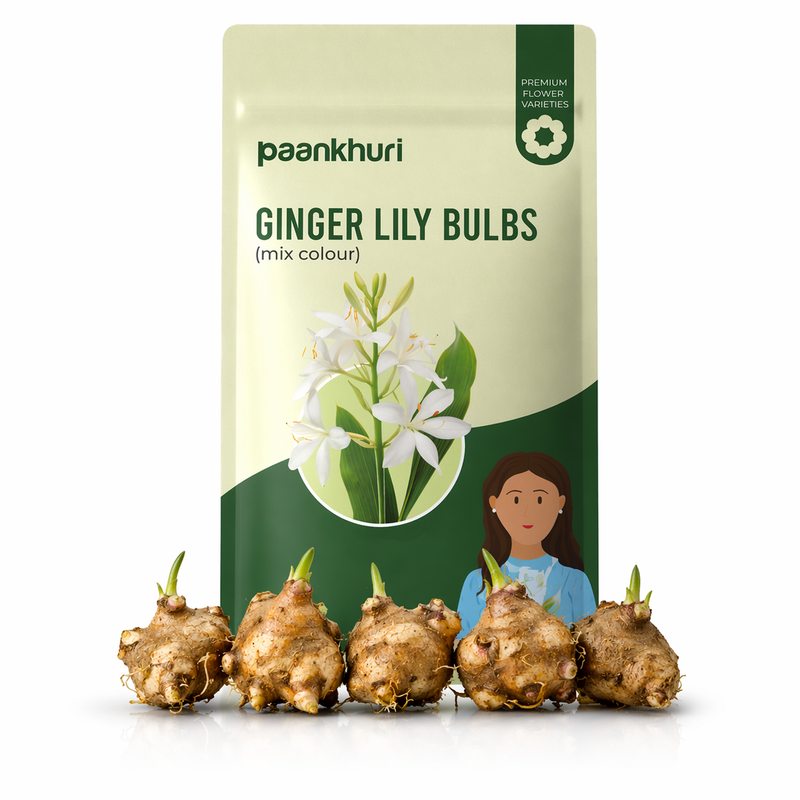 Ginger Lily Bulbs
