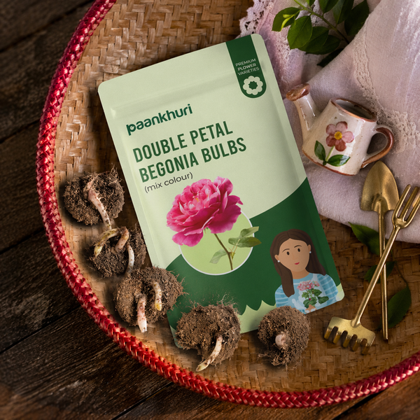 Double Petal Begonia Bulbs