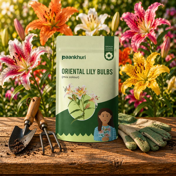 Oriental Lily Bulbs
