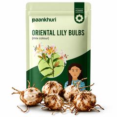 Oriental Lily Bulbs