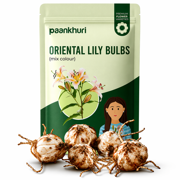 Oriental Lily Bulbs