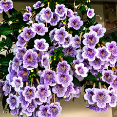 Velvet Achimenes Bulbs
