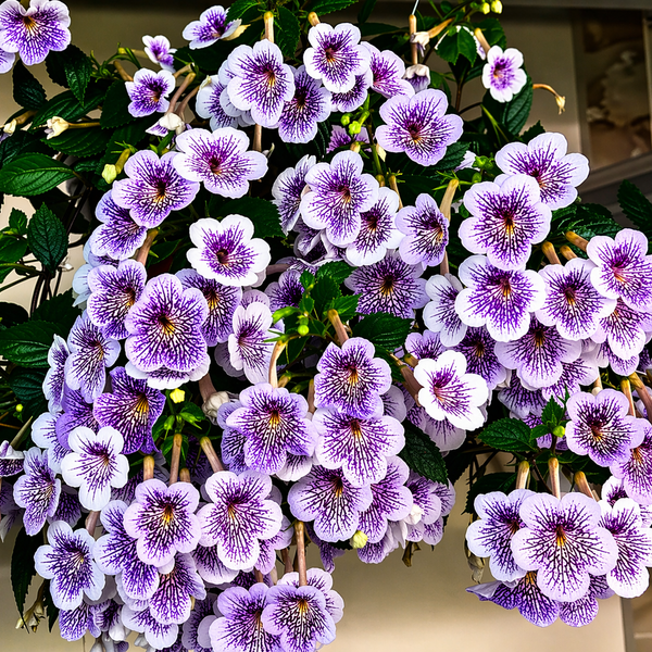 Velvet Achimenes Bulbs