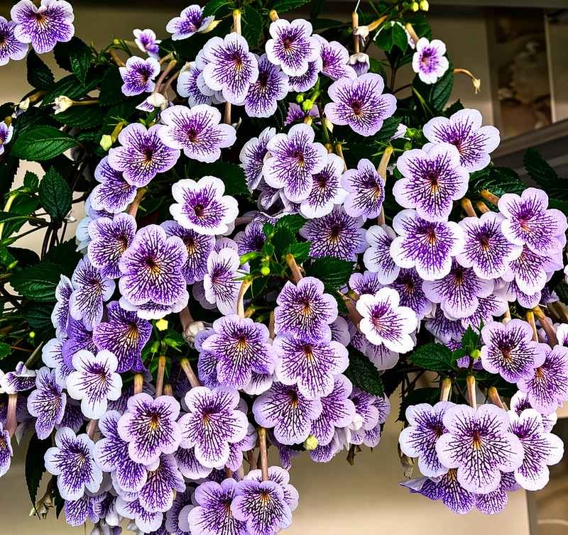 Velvet Achimenes Bulbs
