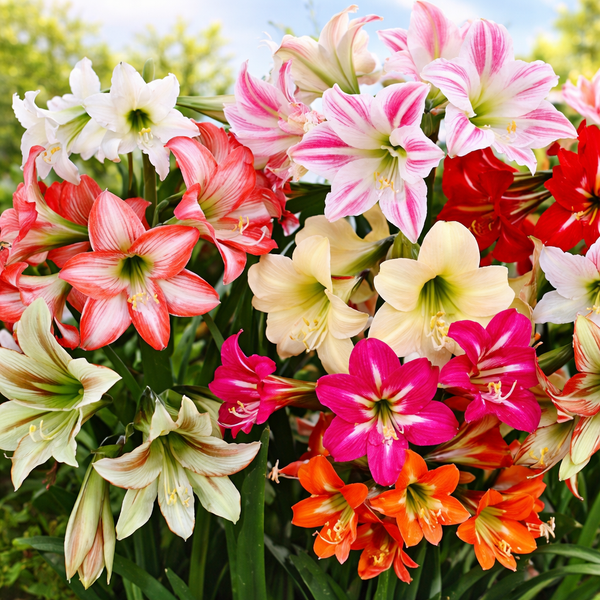 Dutch Amaryllis Lily Bulbs