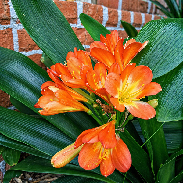 Clivia Lily Sprouted Bulb