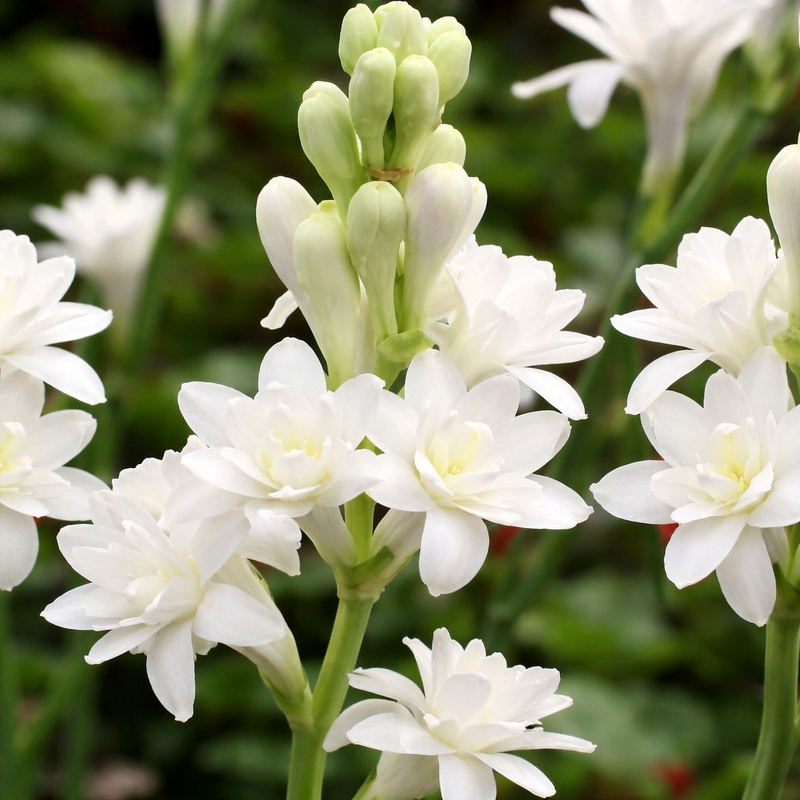 Rajnigandha Bulbs