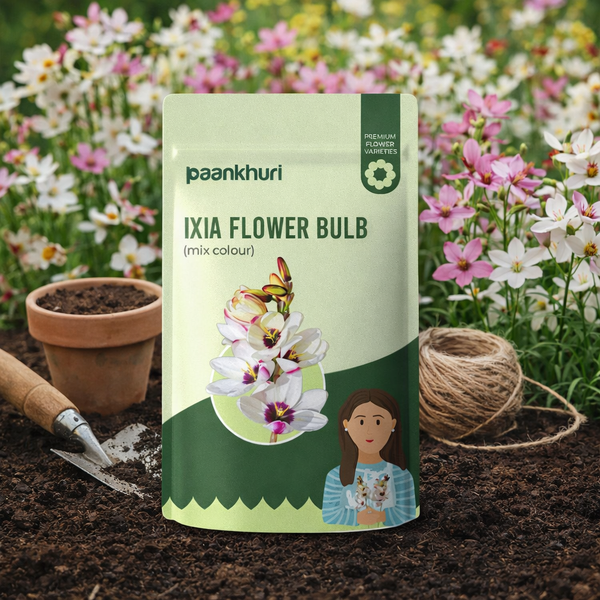 Ixia Flower Bulb
