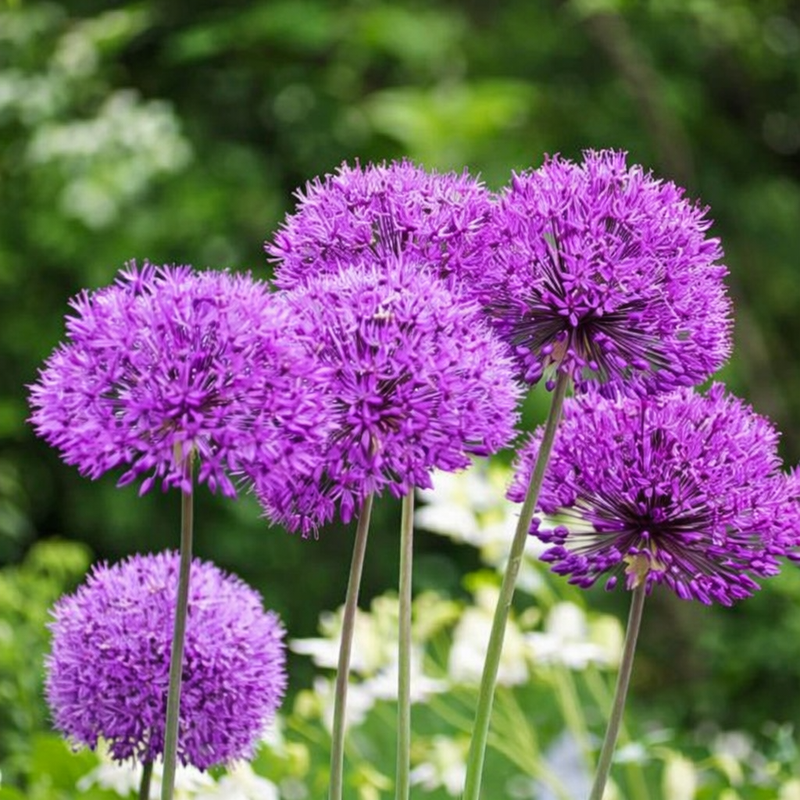 Allium Flower Bulbs
