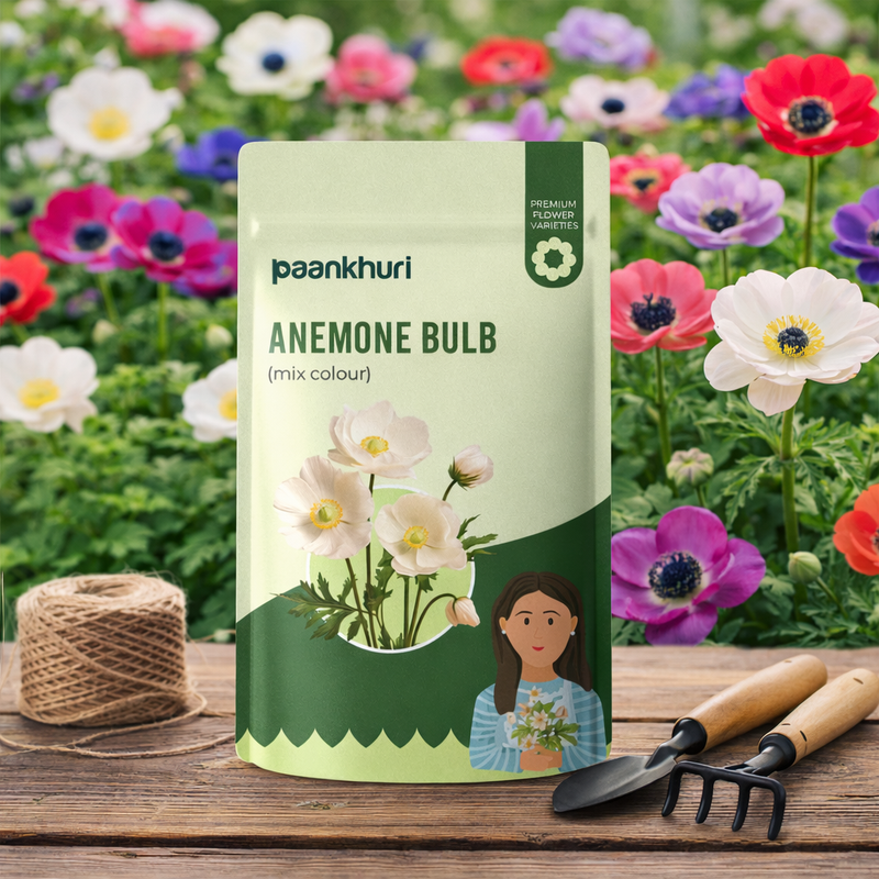 Anemone Bulbs