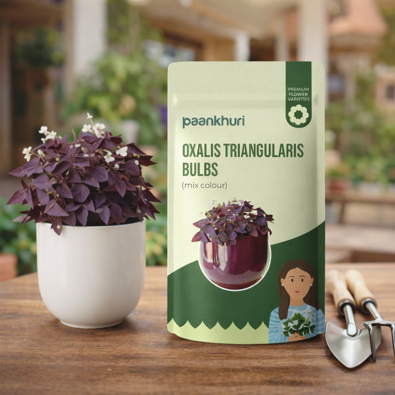 Oxalis Triangularis Bulbs