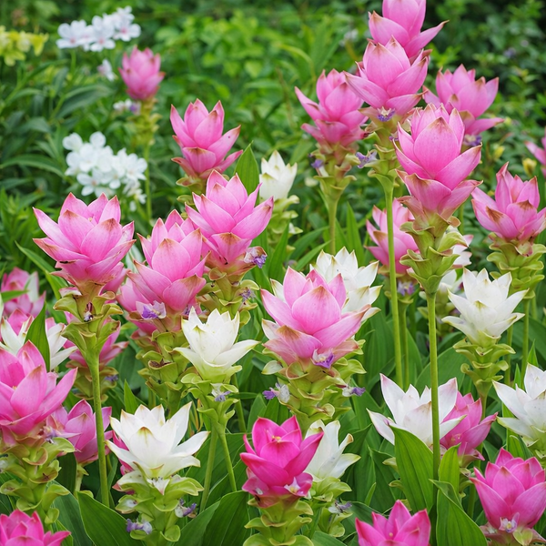 Curcuma Summer Tulip Bulbs