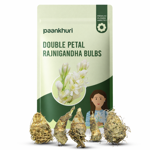 Double Petal Rajnigandha Bulbs