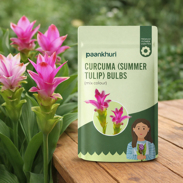 Curcuma Summer Tulip Bulbs