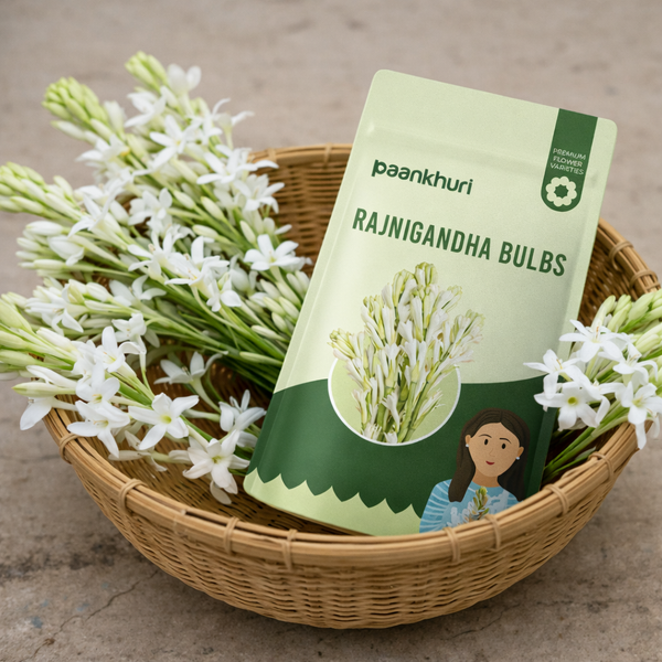 Rajnigandha Bulbs