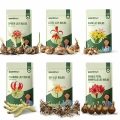 Summer Special Lily Bulbs Combo