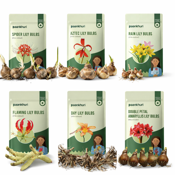 Summer Special Lily Bulbs Combo