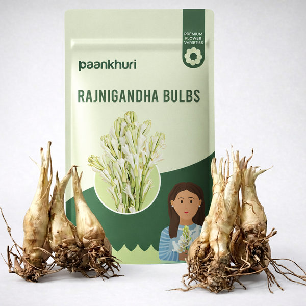 Rajnigandha Bulbs