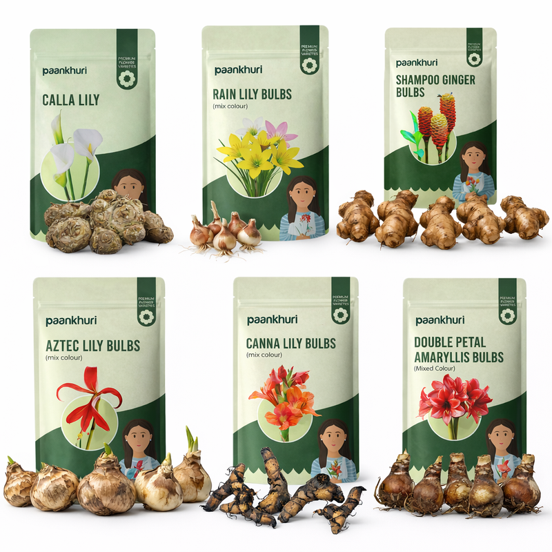 Best Selling Lily Collection