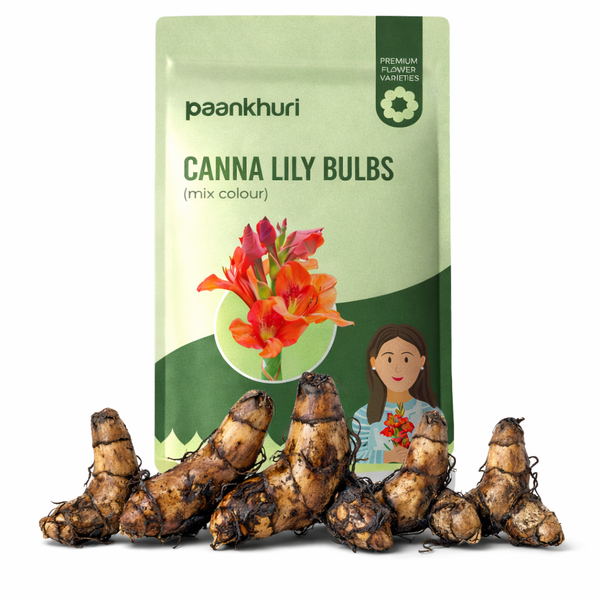 Canna Lily Bulbs