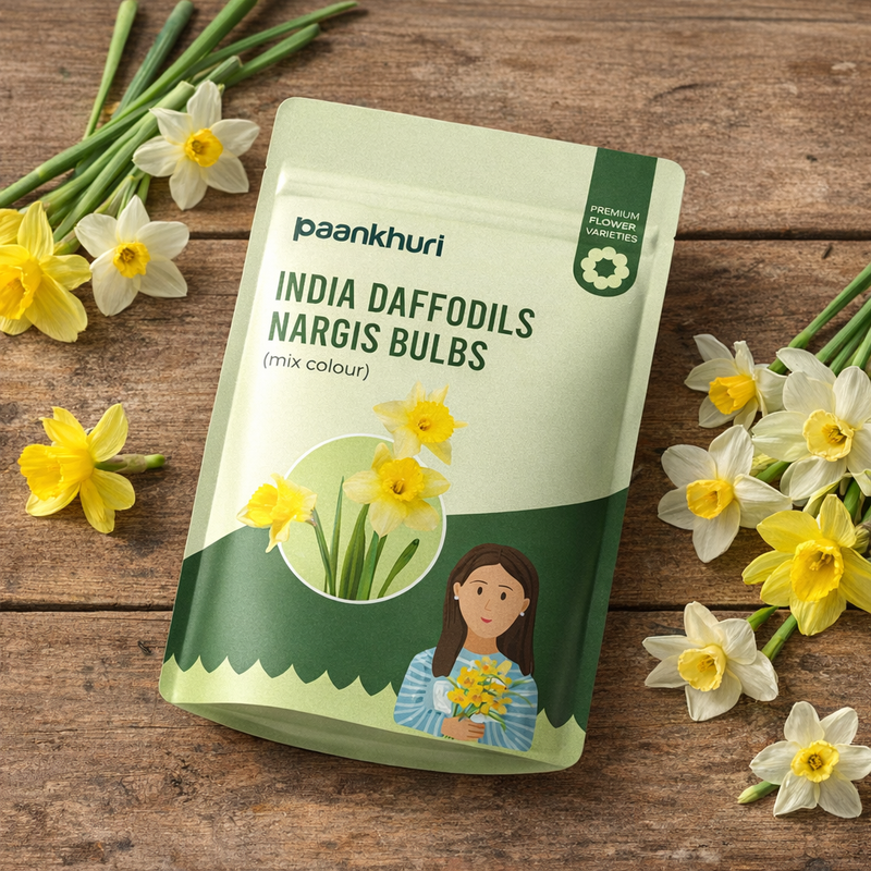 Indian Daffodil Nargis Bulbs