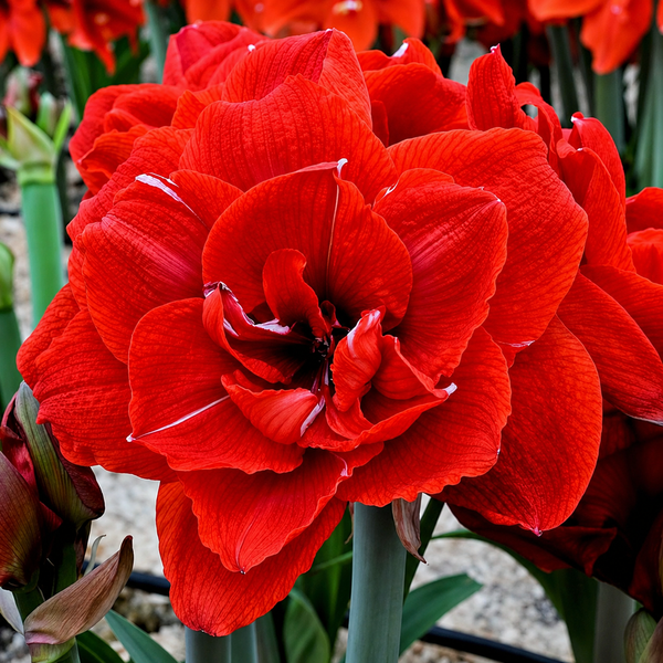 Double-Petal Amaryllis Large Bulbs
