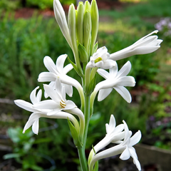 Rajnigandha Bulbs
