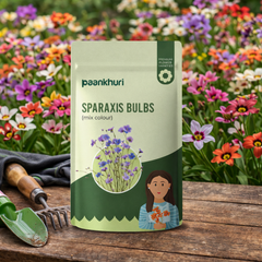Sparaxis Bulbs