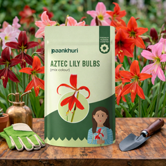 Aztec Lily Bulbs