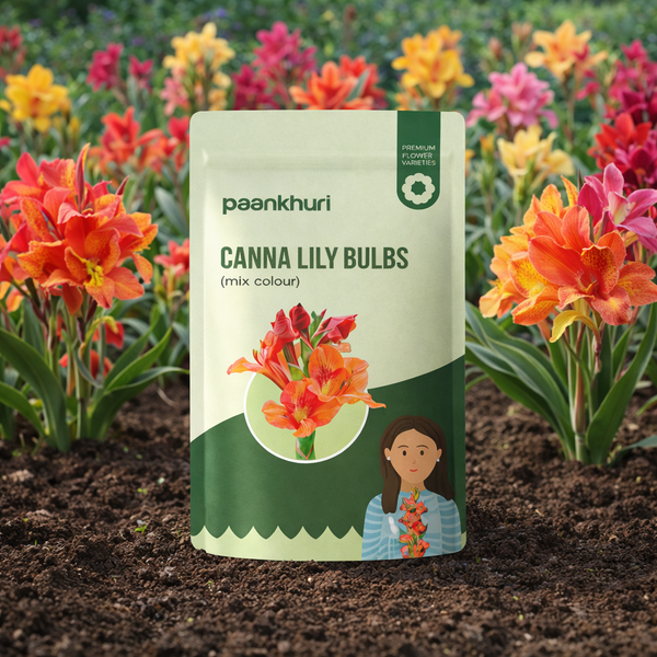 Canna Lily Bulbs