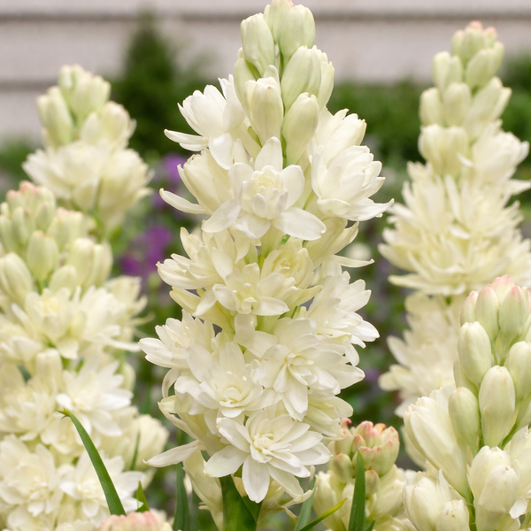 Double Petal Rajnigandha Bulbs