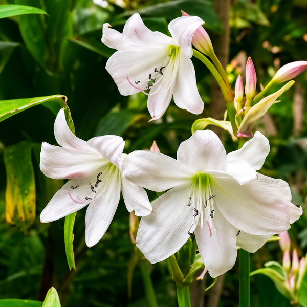 Crinum Lily Bulbs