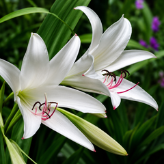 Crinum Lily Bulbs