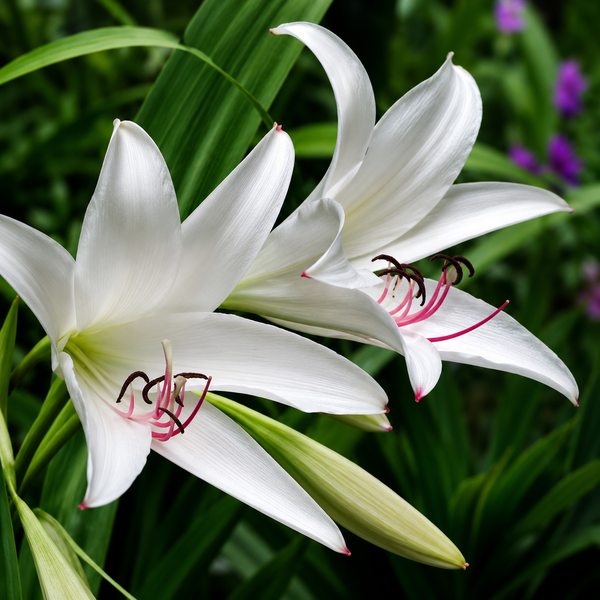 Crinum Lily Bulbs