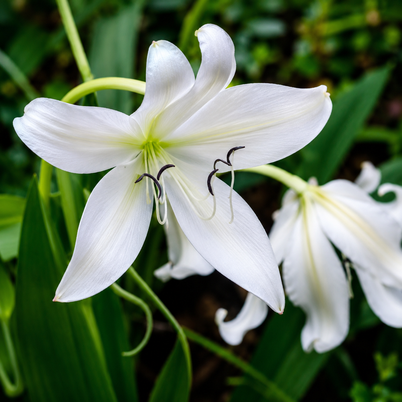Crinum Lily Bulbs