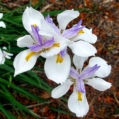 Butterfly Iris Sprouted Bulb