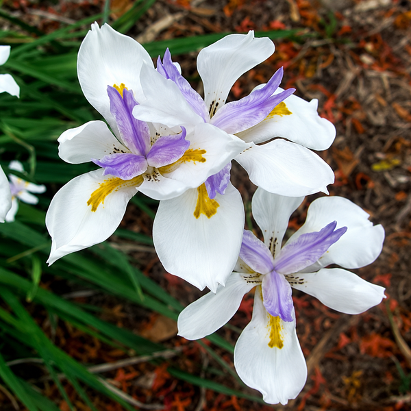Butterfly Iris Sprouted Bulb