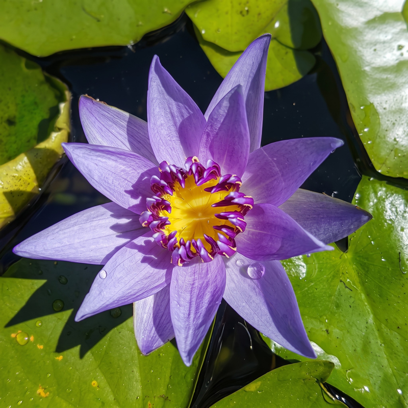 A single purple water lily flower with a bright yellow center and magenta-tipped stamens, surrounded by green lily pads on dark water.