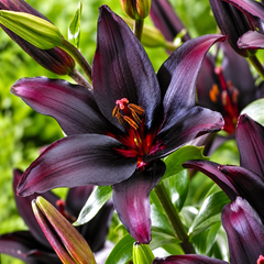 Black Stone Asiatic Lily Bulbs