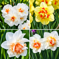 A four-panel collage showing close-up views of daffodil flowers in bloom. The flowers are mostly white with yellow and orange centers, with green foliage and a softly blurred yellow background in one panel.
