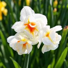 Three white daffodils with bright orange and yellow centers in full bloom, surrounded by green leaves and blurred yellow flowers in the background.