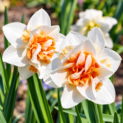 Two white daffodils with vibrant orange and yellow ruffled centers, surrounded by green leaves in a garden setting.
