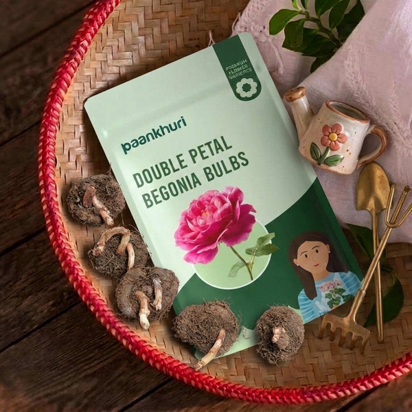 Mixed Double Petal Begonia Bulbs