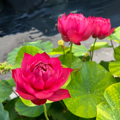 Drop Blood Lotus Tuber