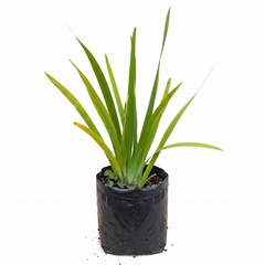 Walking Iris Live Plant