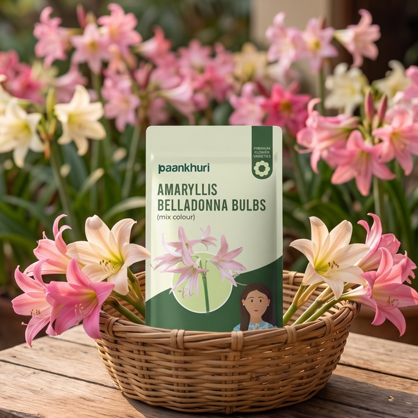 Amaryllis Belladonna Bulbs
