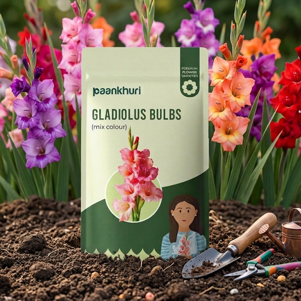 Gladiolus Bulbs