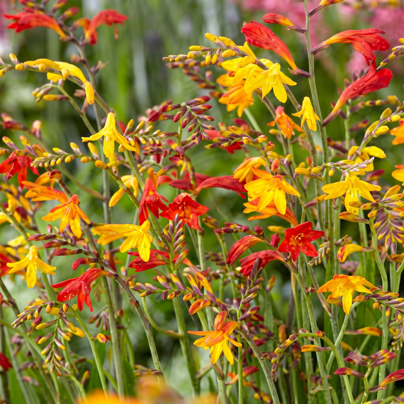 Crocosmia Flower Bulbs